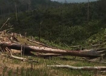 Dugaan Perusakan TN Rawa Aopa, Warga Minta Aparat Bertindak