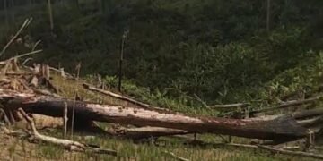 Dugaan Perusakan TN Rawa Aopa, Warga Minta Aparat Bertindak