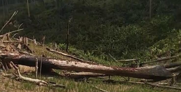 Dugaan Perusakan TN Rawa Aopa, Warga Minta Aparat Bertindak